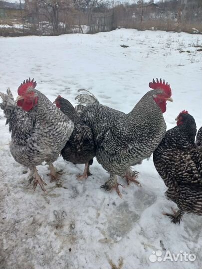 Инкубационное яйцо мехеленская кукушка