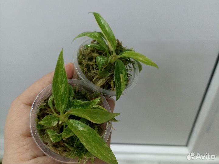 Филодендрон ring of fire