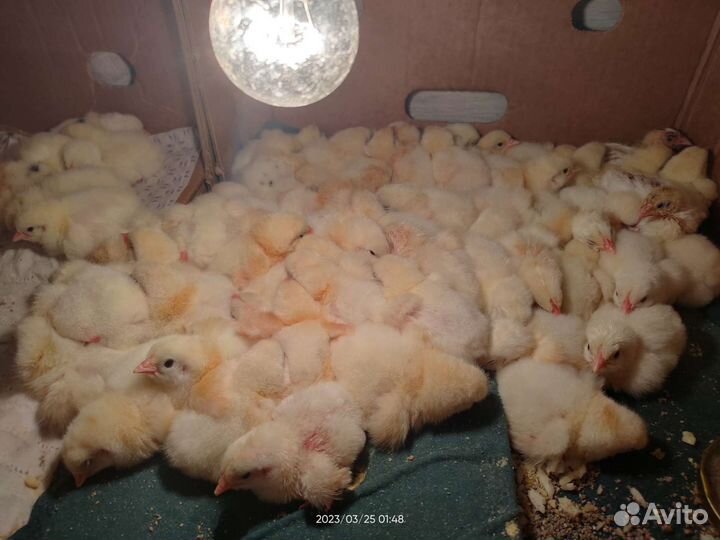 Цыплята бройлеры, несушки