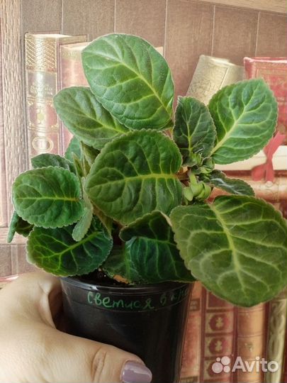 Глоксиния махровая