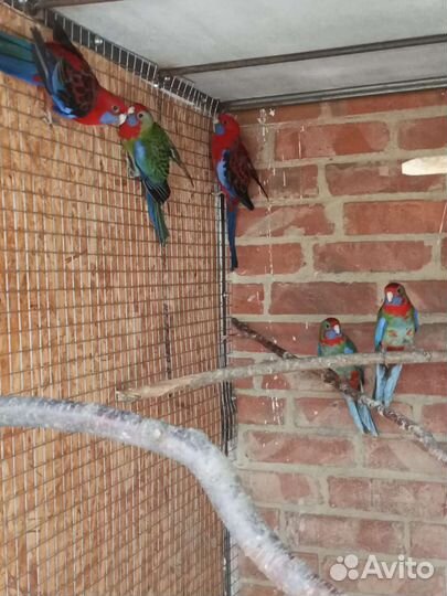 Попугаи разных пород