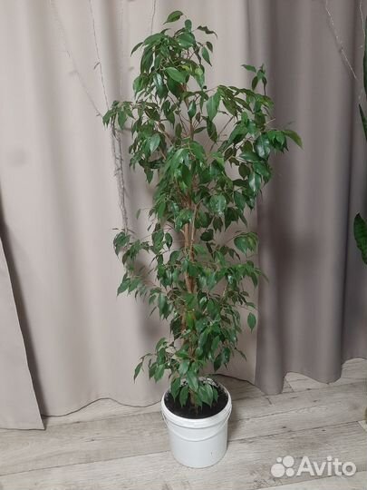 Фикус бенджамина