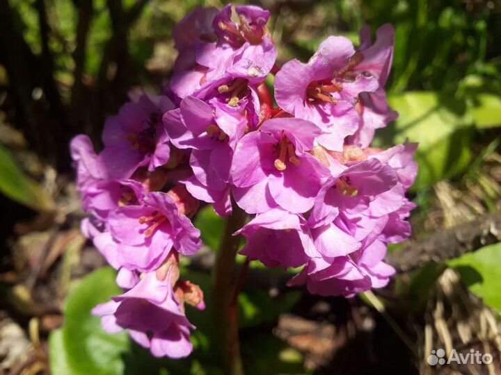 Саженцы цветов, дек-х и плодовояг-х кустов