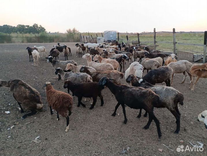 Овцы матки ягнята бараны
