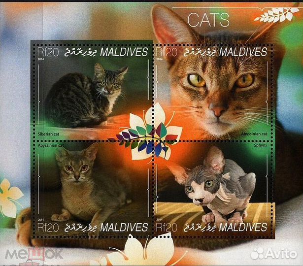 Фауна Кошки