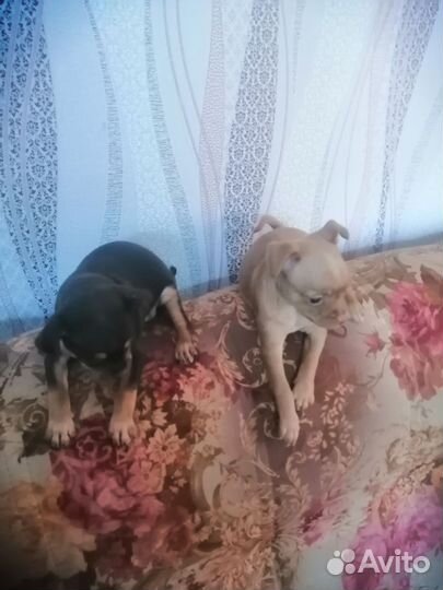 Щенки тойтерьера