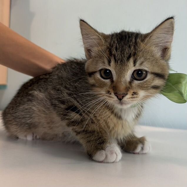 Котёнок в добрые руки