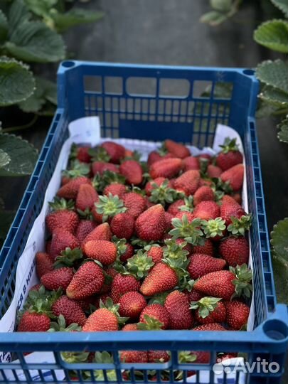 Клубника свежий сбор