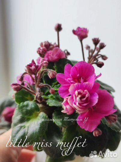 Фиалки сортовые