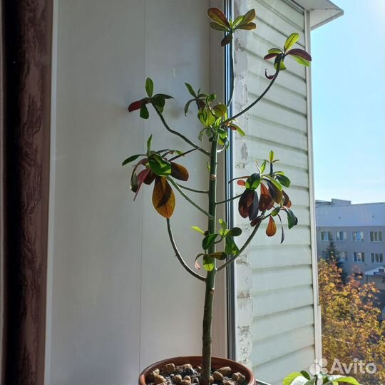 Молочай синадениум granta