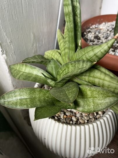 Сансевиерия бонселенсис