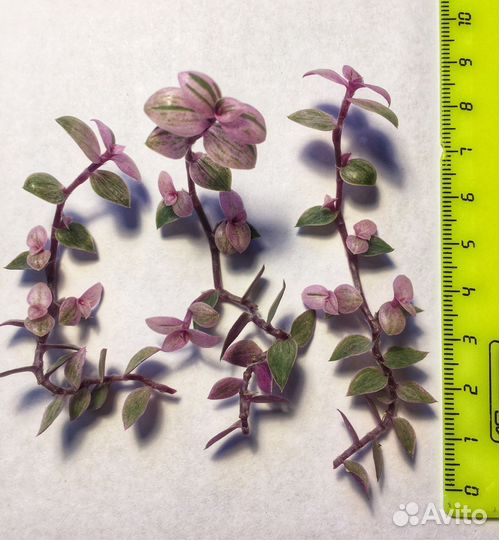 Каллизия (5 сортов) Розовая пантера комнатные цвет