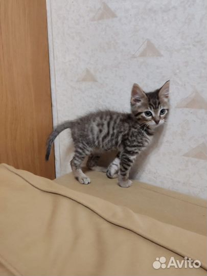Котенок мальчик 2,5 месяца в добрые руки