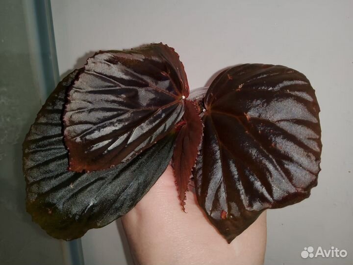 Бегония Metallic Black черная