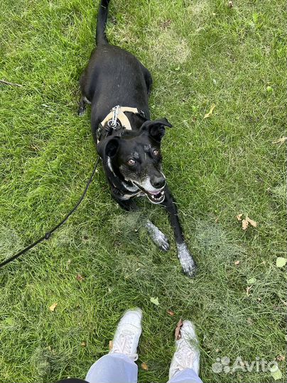 Догситтер/выгул собак