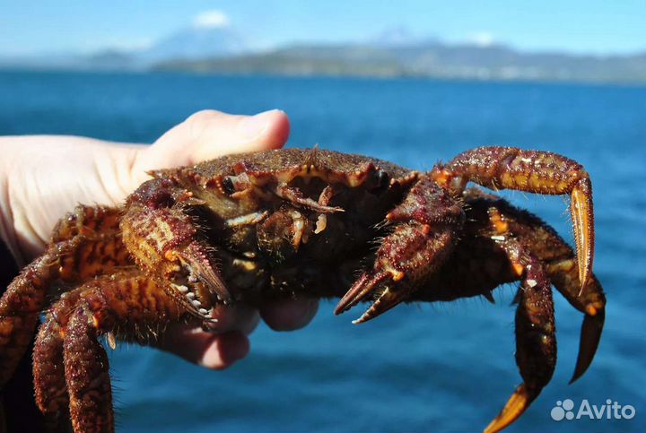 Скалы Три брата, остров Старичков, Бухта Русская