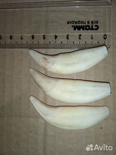 Имитация клык медведя