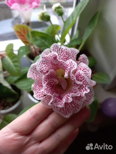 Глоксиния махровая