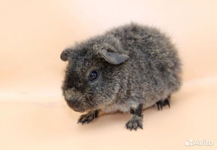 Морская свинка тедди