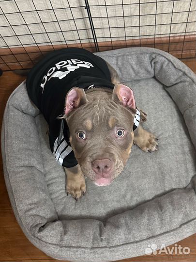 Толстовка для собак