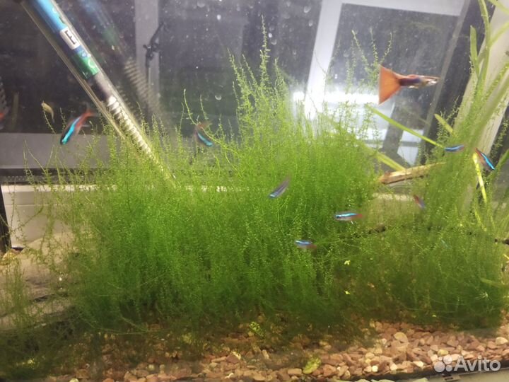 Яванский мох