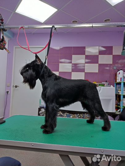 Щенки цвергшнауцера от заводчика