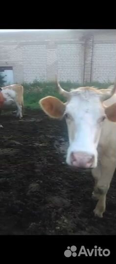 Корова дойная