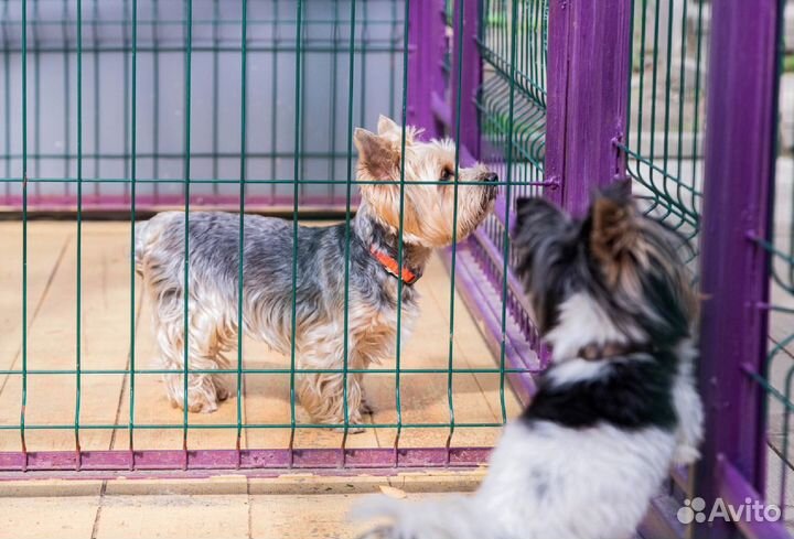 PETlandia - зоогостиница, передержка для собак