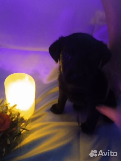 Лабрадор ретривер щенки