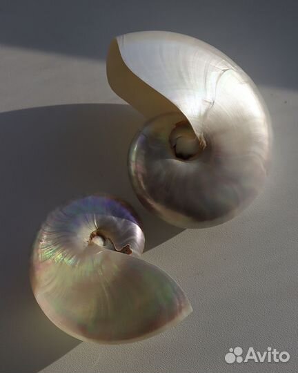 Наутилус помпилиус ракушки полированные