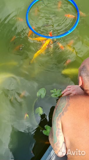 Продам карп кои, золотые рыбки, кометы и др