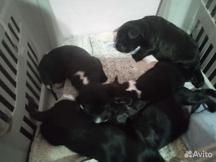 Щенки в добрые руки