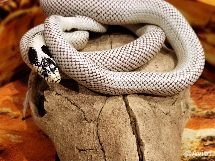 Королевская калифорнийская змея