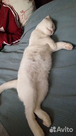 Отдаю котов