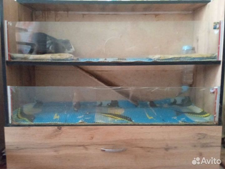 Дом для морских свинок