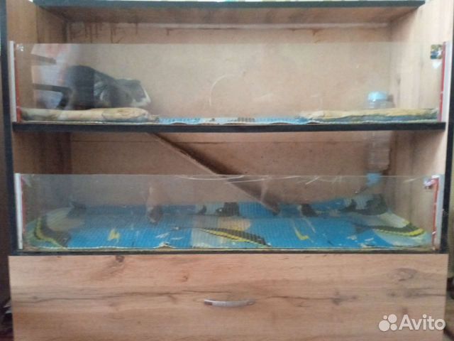 Дом для морских свинок