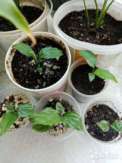 Спатифиллум (женское счастье)