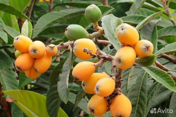 Саженцы мушмулы