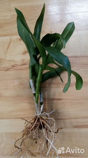 Dendrobium Barana Pink