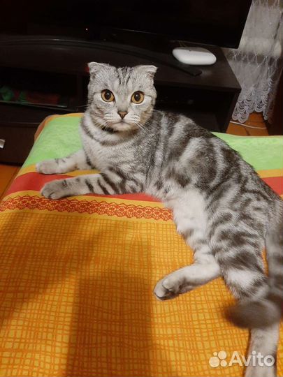 Продам котят