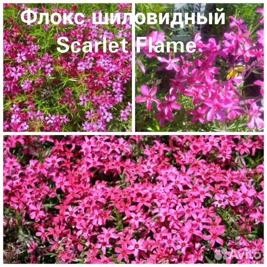 Флокс шиловидный. Скарлет. Многолетник