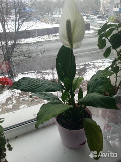 Антуриум белый(мужское счастье)