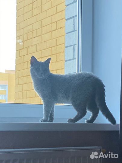 Шотландский кот вязка