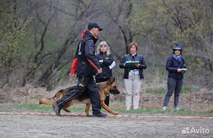 Дрессировка собак, кинолог