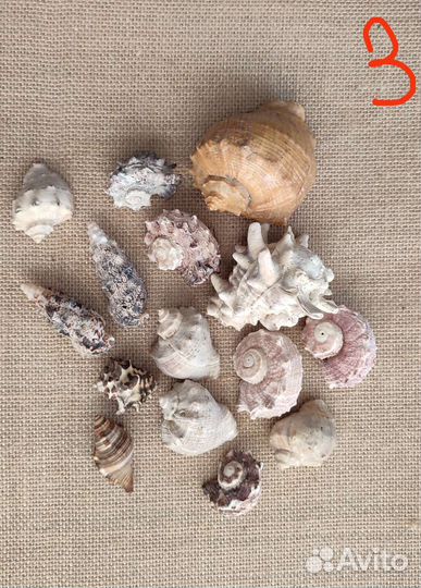 Морские ракушки и кораллы