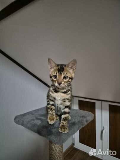 Бенгальский котенок