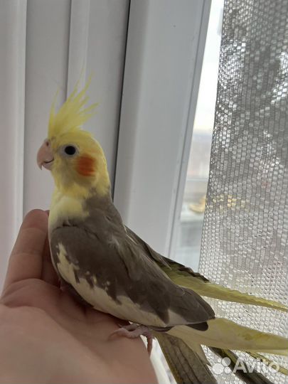 Молодой ручной попугай корелла