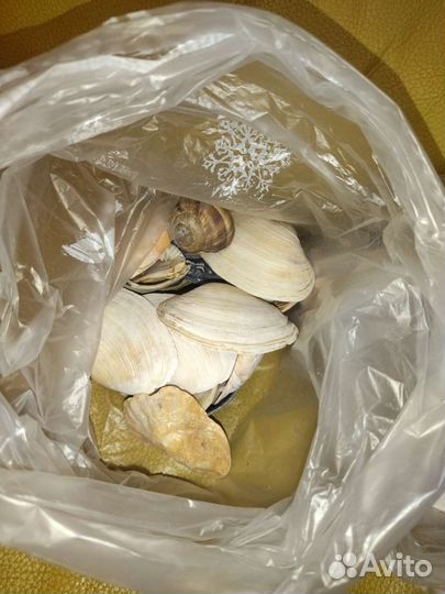 Морские ракушки