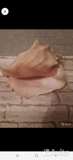 Ракушка морская большая