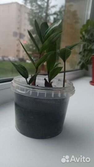 Замиокулькас